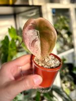 Alocasia cuprea ‘Red Secret’