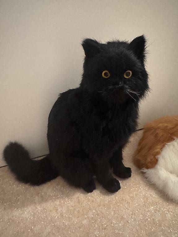 Jouets: Realistische Katzen Plüschtiere – D'occasion à Mellingen par Marvel69 1