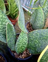 "Sansevieria masoniana Victoria" XL, H: 30 - 50 cm