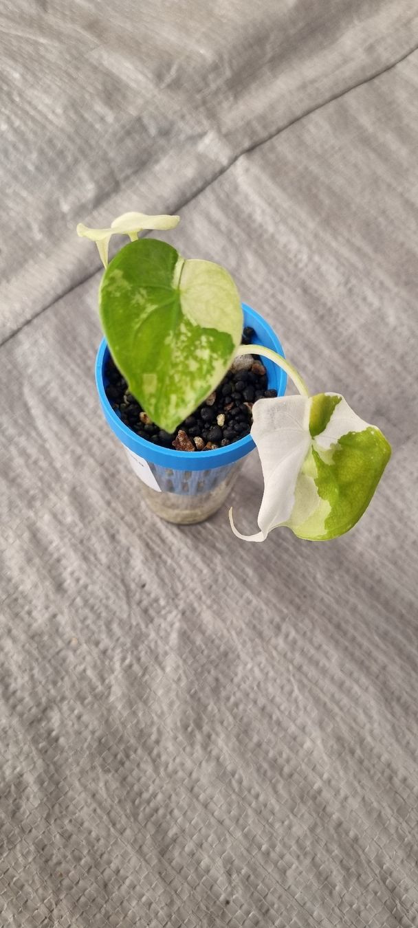 Piante & sementi: Alocasia Cucullata variegata - Größe S – Nuovo e nell'imballaggio originale da Wallenwil venduto da LadyLeaf_Ellis1 2