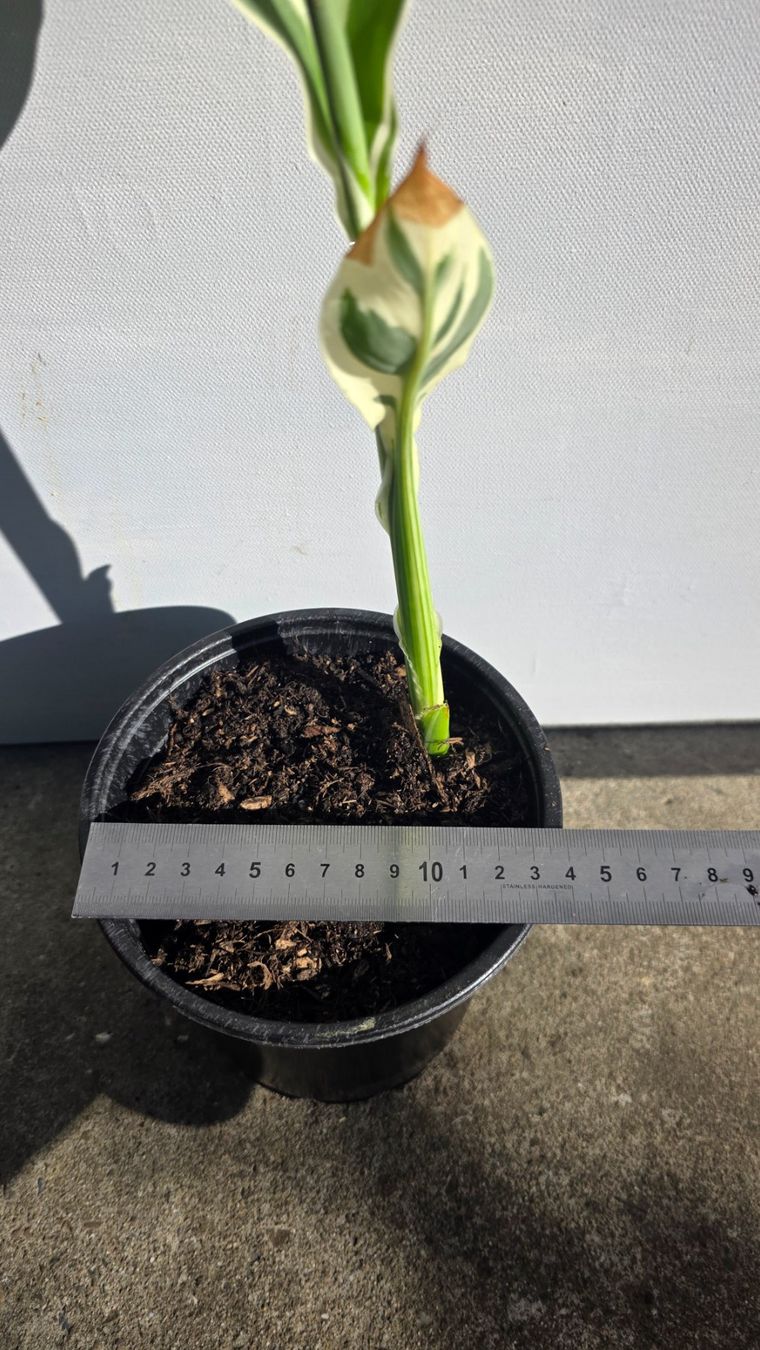 Piante & sementi: Canna Variegata – Nuovo (secondo la descrizione) da St.Erhard venduto da Plumilandschweiz 3