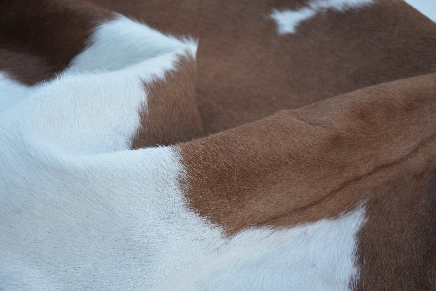 Tappeti: echtes Kuhfell Teppich Brown/white – Nuovo e nell'imballaggio originale da Arbedo venduto da patagonialeatherrugs 7