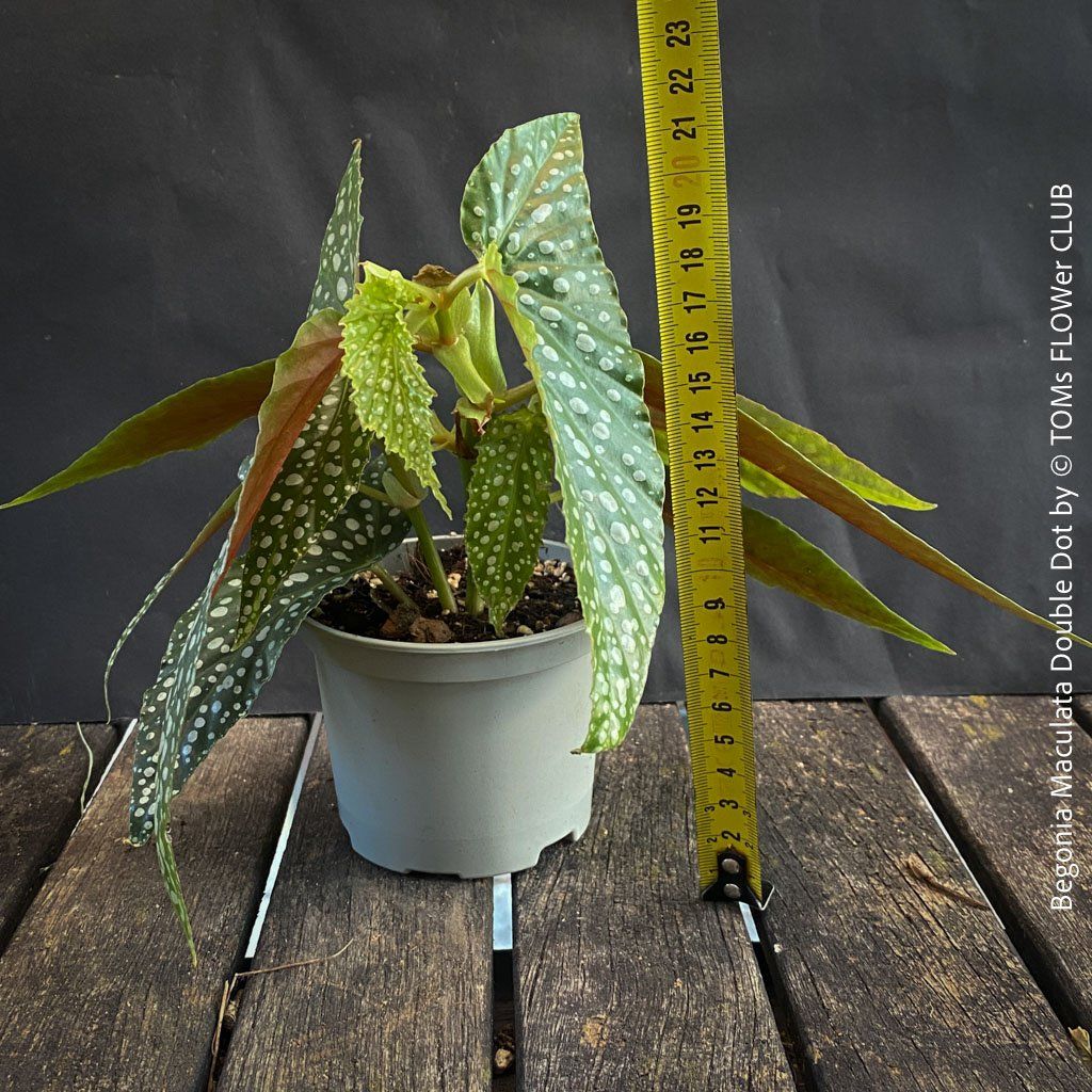 Piante & sementi: Begonia Maculata Double Dot - ein wunderschönes Sammlerstück – Nuovo e nell'imballaggio originale da Adliswil venduto da astom369 4