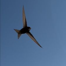 Profile image of Mauersegler79