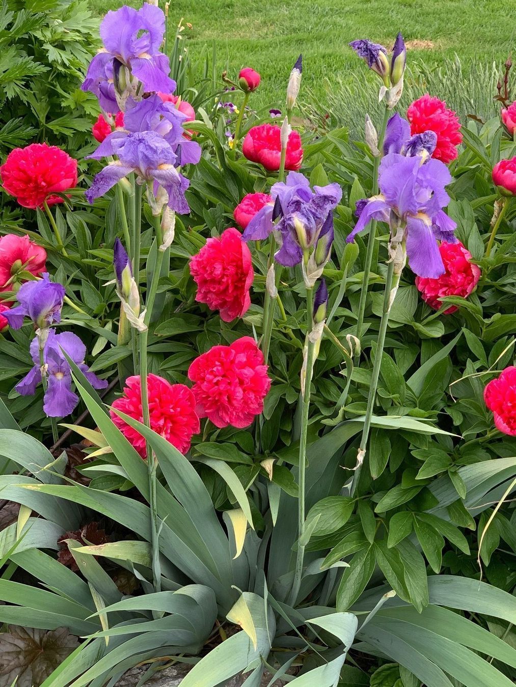 Pflanzen & Samen: 1 Bartiris Schwertlilie hitzebeständig Gartenpflanze – Neu (gemäss Beschreibung) aus Auenstein von mar_8mxd 8