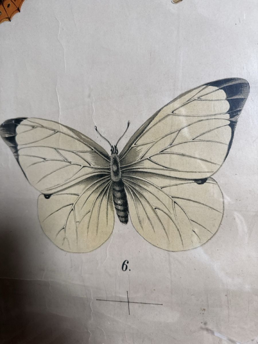 Foto & Immagini: Affiche scolaire sur les papillons – Usato da Schmitten FR venduto da Hohezelg 3
