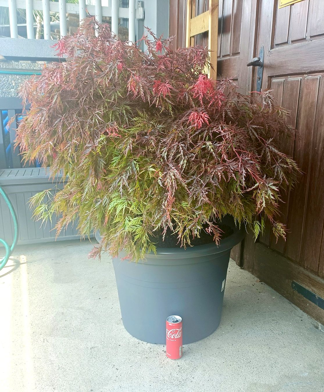 Piante & sementi: Acer palmatum 'Firecracker' PBR🔥 eine farbintensive Sorte🍁 – Usato da Sitterdorf venduto da imsis 3