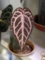 Anthurium Girl Group (by inWild)