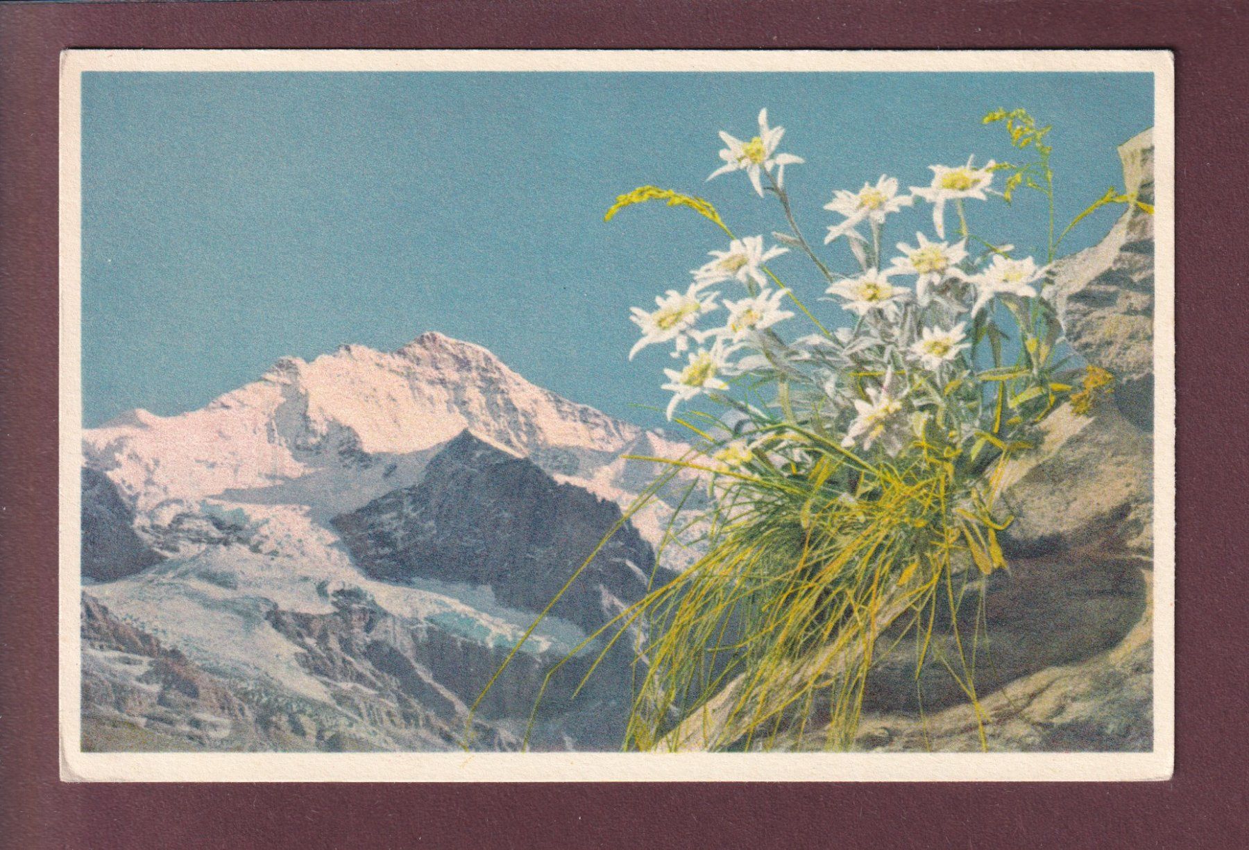 Cartoline postali: JUNGFRAU - Edelweiss – Usato da Pully venduto da nicecards
