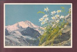 JUNGFRAU - Edelweiss