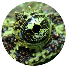 Profile image of RomanoFrogs