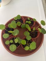 Pilea Pflänzchen im Plastiktopf