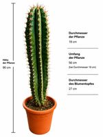 🌵 Großer Säulenkaktus – ca. 90 cm hoch – Gesunde, dekorativ