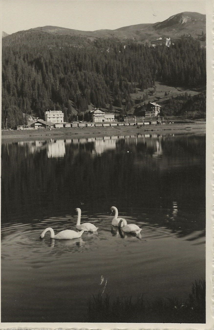Ansichtskarten: Arosa, Schwäne – Gebraucht aus Frauenfeld von Merk52