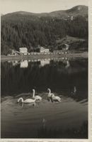 Arosa, Schwäne