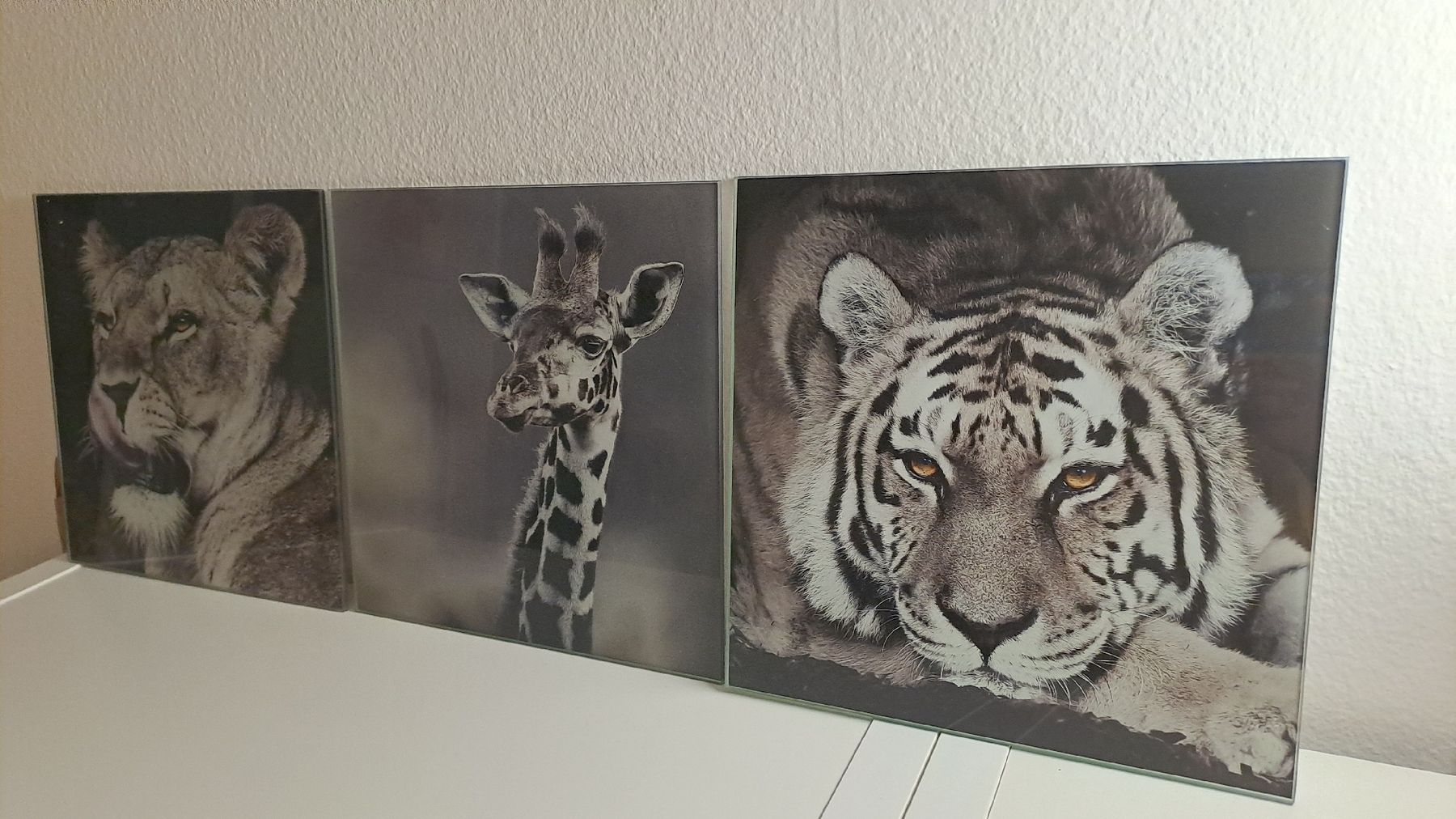 Posters & Illustrations: Tableaux animaux noir et blanc – Neuf (Voir description) à Rolle par lea_6mr2