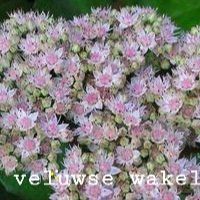 NEU veluwse wakel sedum NEU