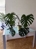Monstera Pflanze