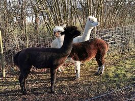 Alpaca Rohwolle von 3 Tieren / Wolle