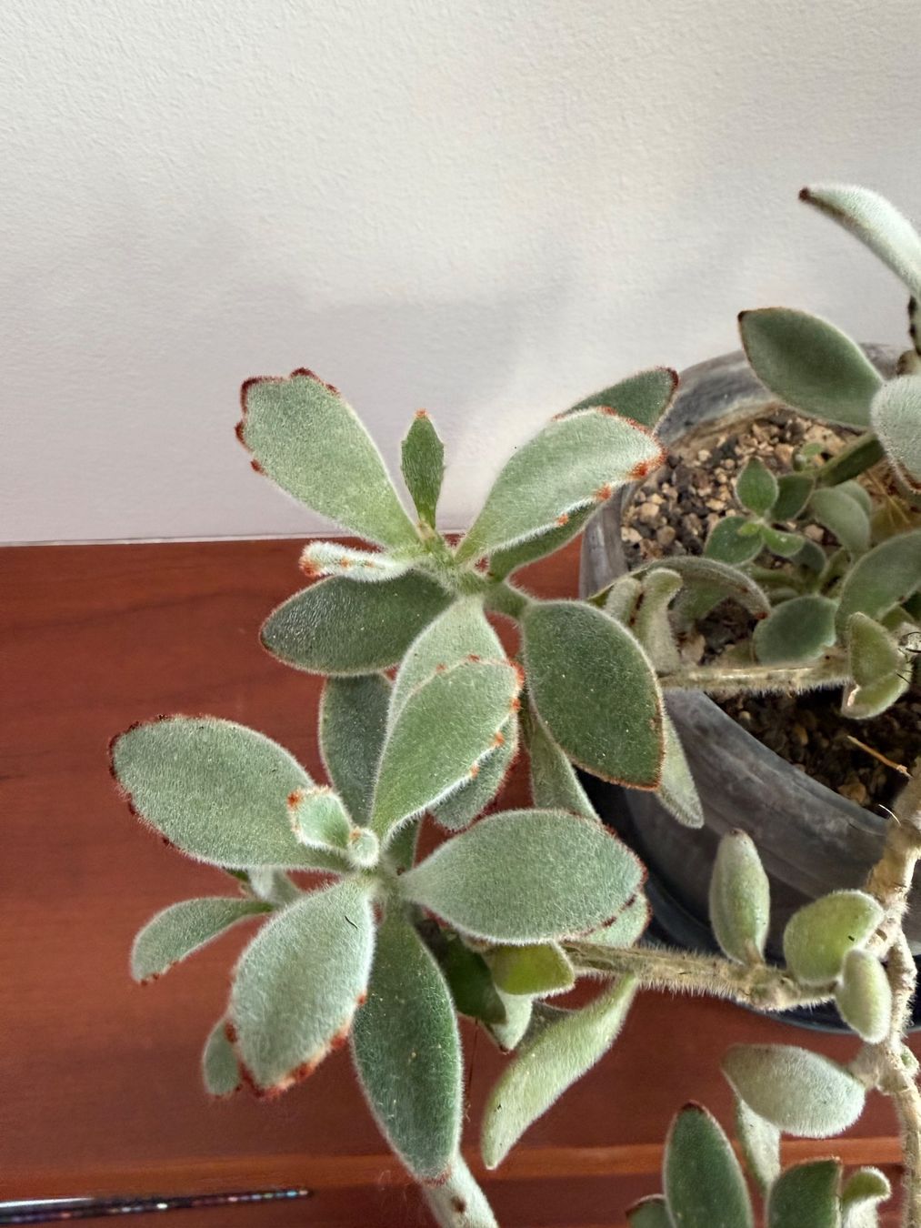 Piante & sementi: Kalanchoe Tomentosa -  Succulent im Topf – Usato da Weggis venduto da agabara77 4