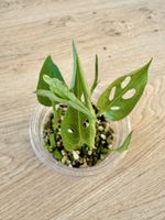 Monstera adansonii – rooted plant cluster 🌿