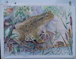 ⭐Schulwandbild „Kröte“ (Karl Schmid) @DUS