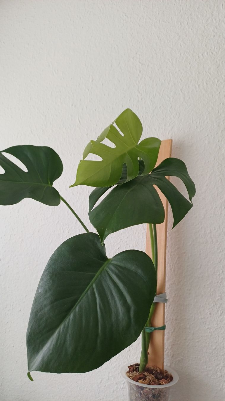 Pflanzen & Samen: Monstera Deliciosa – Gebraucht aus Bern von uwi_8t7x