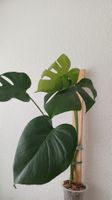 Monstera Deliciosa