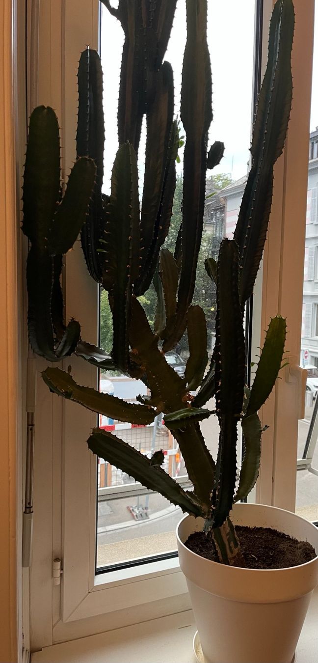 pin kaktus Eve's Needle Cactus main image 0