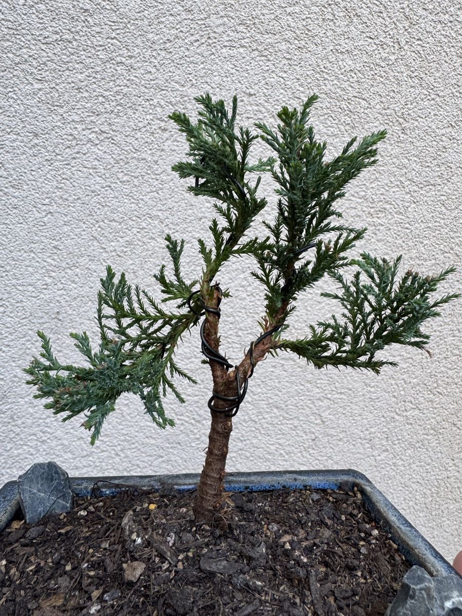 Piante & sementi: Kleiner Zypressen/Juniper Bonsai – Usato da Rümlang venduto da Gruseh.ch 3