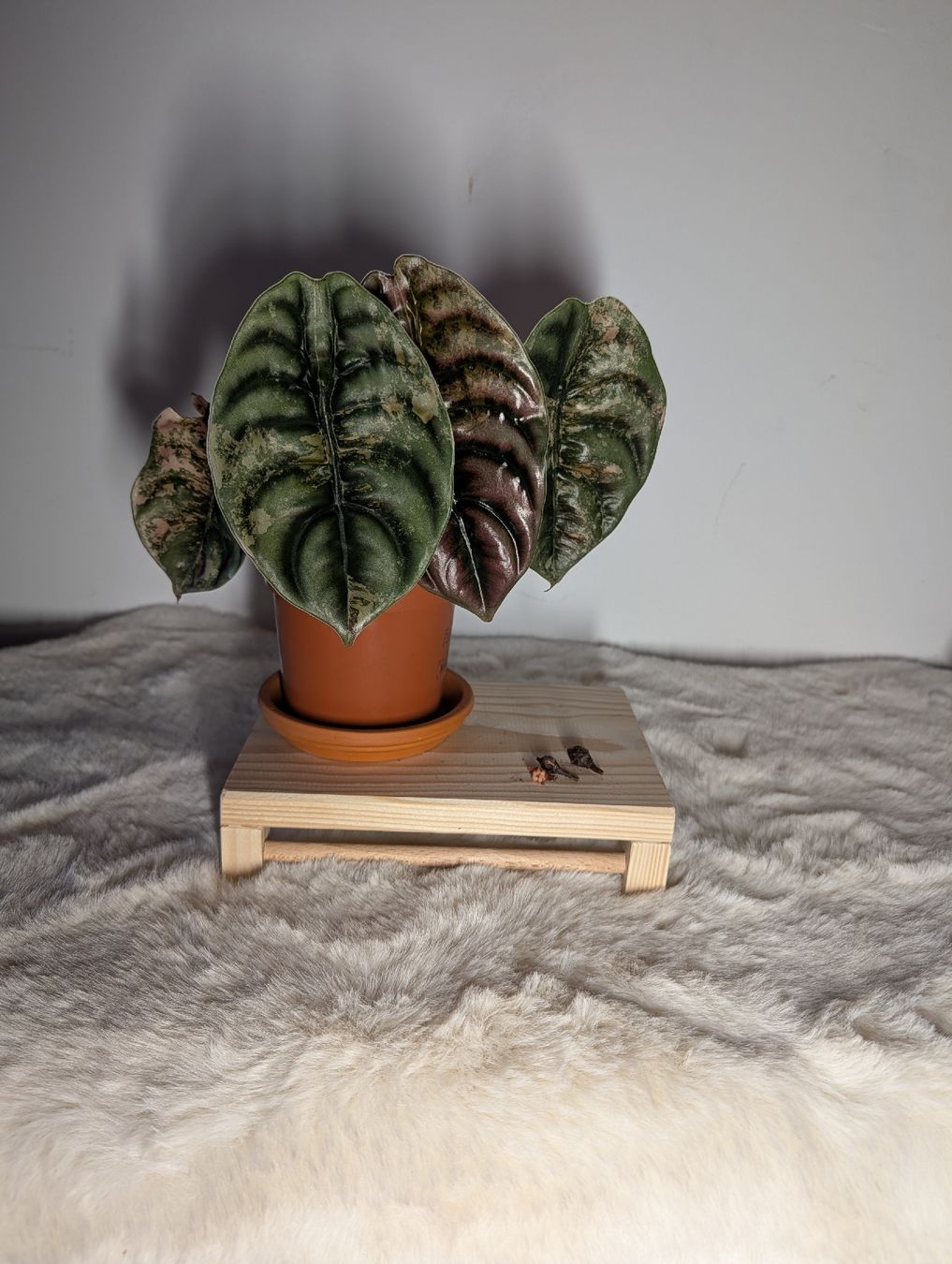 Piante & sementi: Alocasia Cuprea Latte – Usato da Waltensburg/Vuorz venduto da fop_lw7n 1