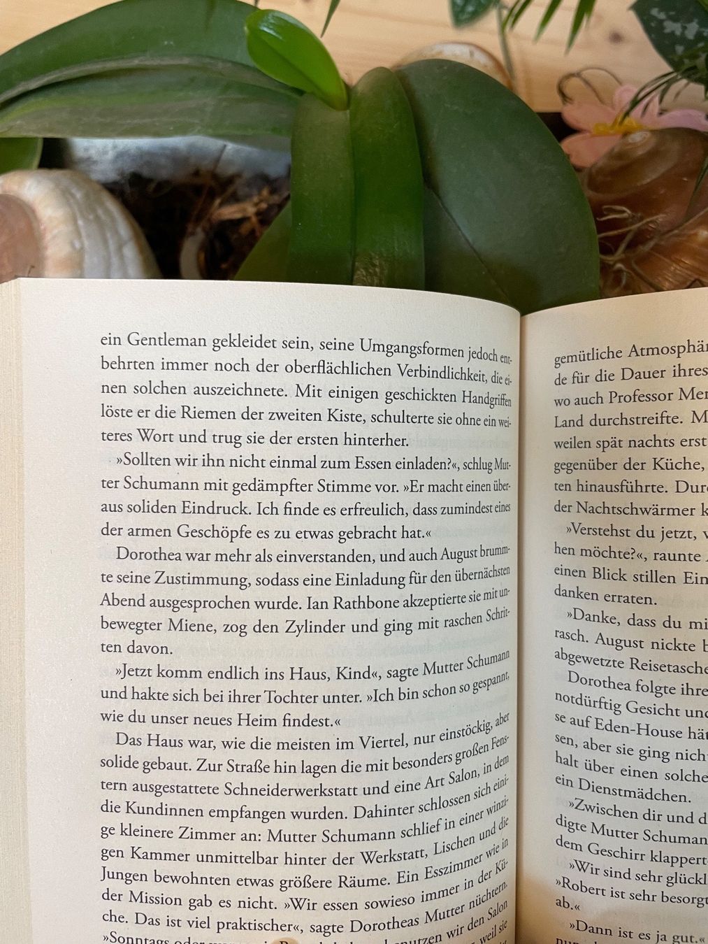 Bücher: Susan Peterson: Wenn der Eukalyptus blüht – Gebraucht aus Emmenbrücke von Ladyboutique 1