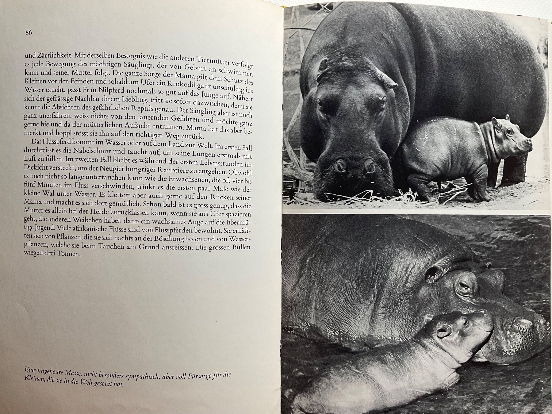 Libri: Tierkinder - Max Derner, Rarität – Nuovo (secondo la descrizione) da Meggen venduto da BookRevivals 5