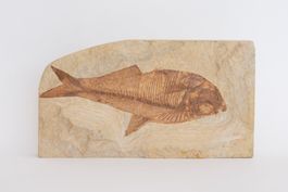 Diplomystus  (Hering) - Fisch - Fossil - Versteinerung - USA
