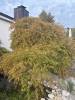 Grosser Japanischer Fächerahorn