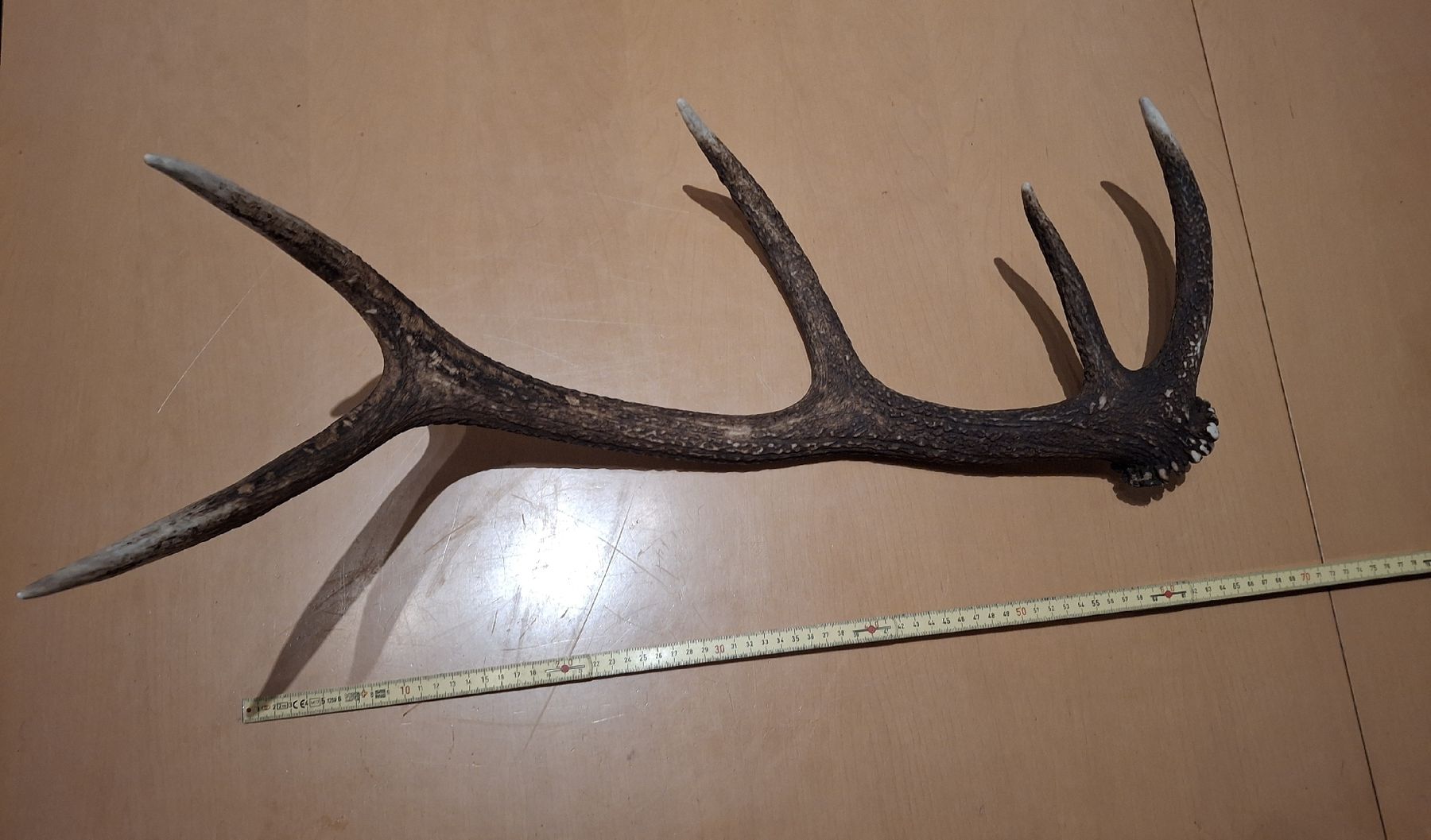 Altre raccolte & rarità: Abwurfstange Hirsch – Usato da Kerns venduto da L3514