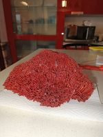 Coralli