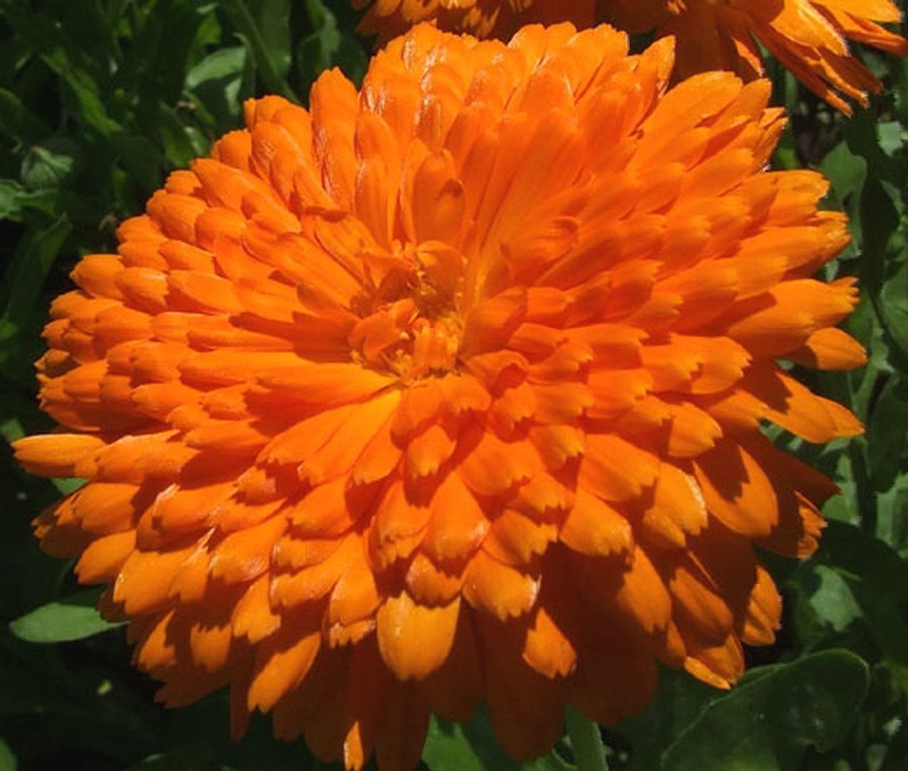 Piante & sementi: 500 Samen Ringelblume ORANGE KING – Nuovo (secondo la descrizione) da Ehrendingen venduto da VerveinaSamen