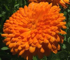 500 Samen Ringelblume ORANGE KING