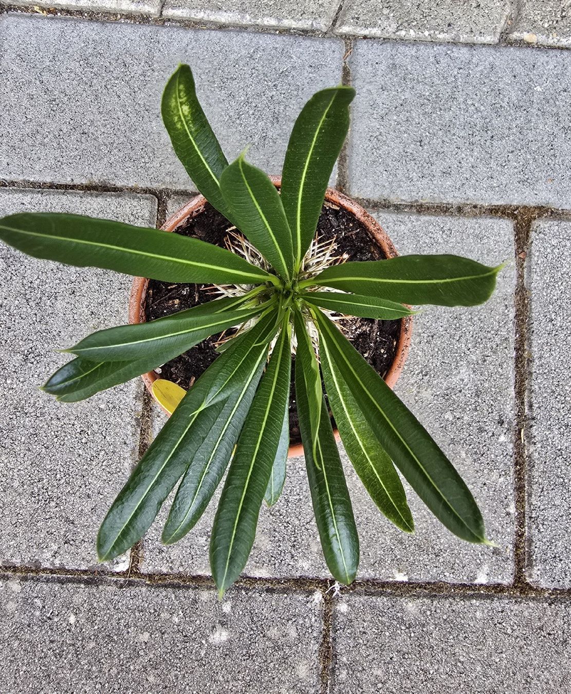 Piante & sementi:  Madagaskar Palme  – Usato da Aarburg venduto da Glitzerschein 5