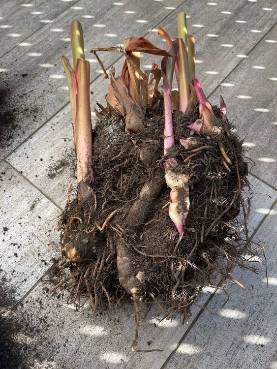 Canna indica Indische Blumenrohr Pflanze Kaufen auf Ricardo