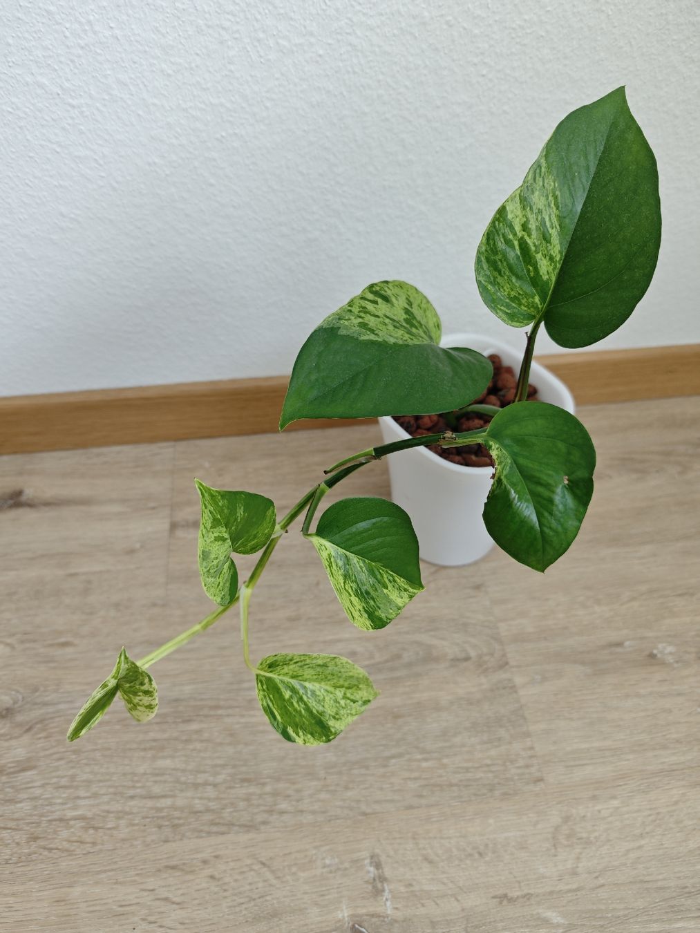 Pflanzen & Samen: Epipremnum Marble Queen – Gebraucht aus Volketswil von Deal.Ecke 1