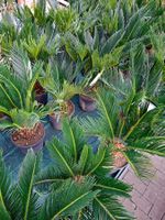 50 cm hoch CYCAS REVOLUTA Exotische Palme im Topf für Garten