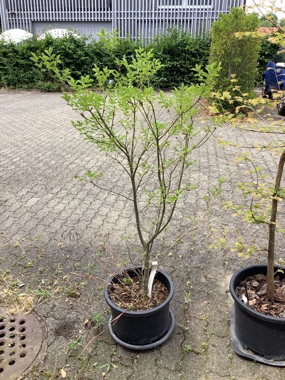 Blumen Esche Kaufen auf Ricardo