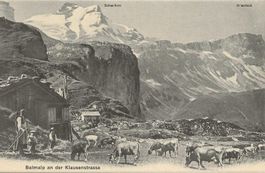 Balmalp Alphütte Kühe Schächental UR Scheerhorn  ca. 1920