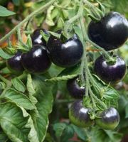 30 SAMEN RARE TOMATEN “BLACK CHERRY” TOMATES POMODORIN