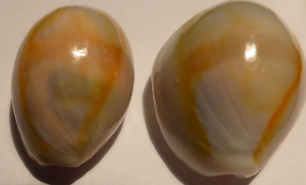 2 SEHR SELTENECYPRAEA ANNULUS, MUSCHELN FARBVARIANTEN Kaufen auf