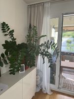 Glücksfeder  Zamioculcas zamiifolia Zimmer 🪴 Pflanze