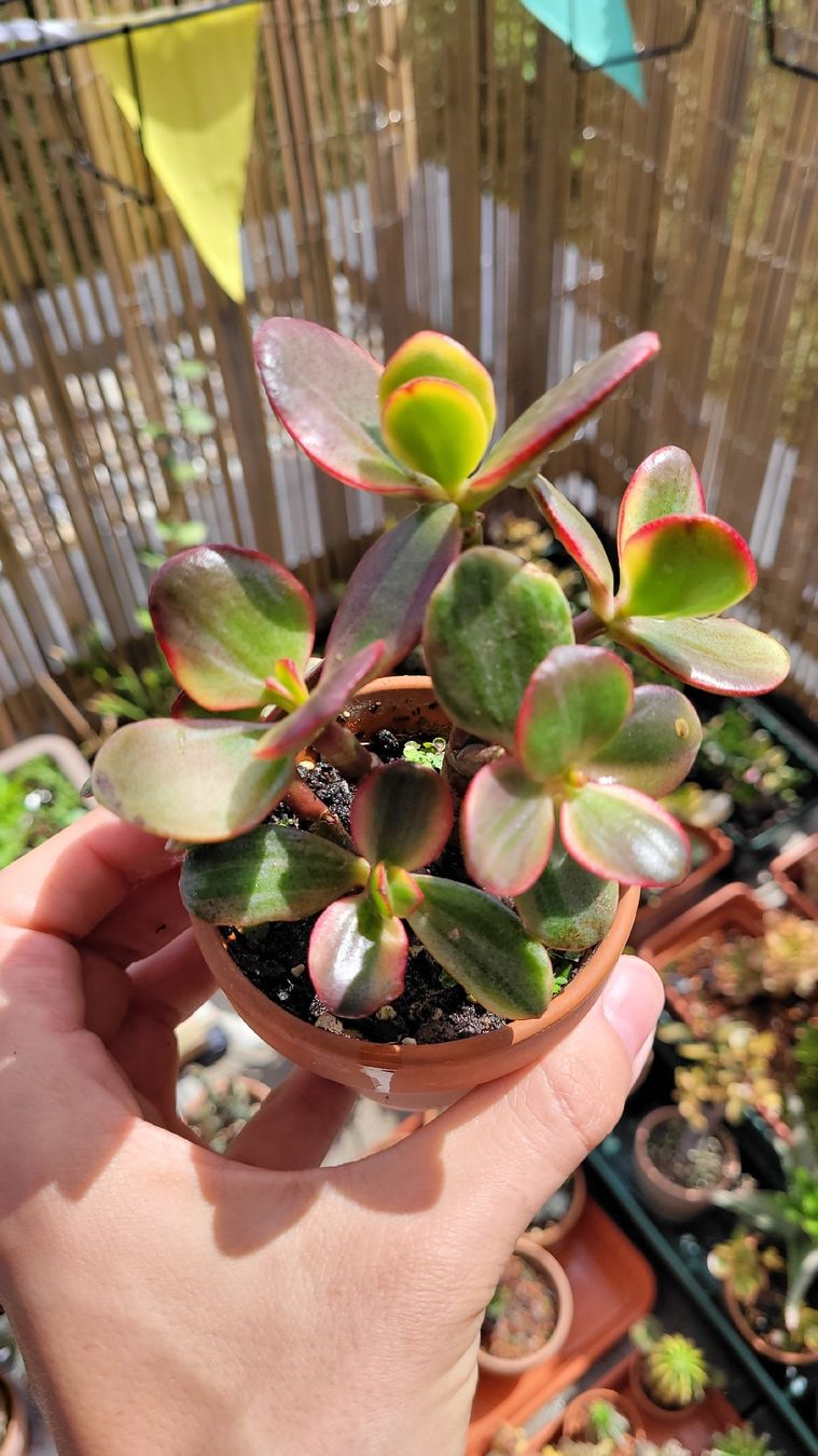 Piante & sementi: Crassula ovata 'Hummel's Ghost' – Nuovo (secondo la descrizione) da Zürich venduto da The_Plant_Wizard 5