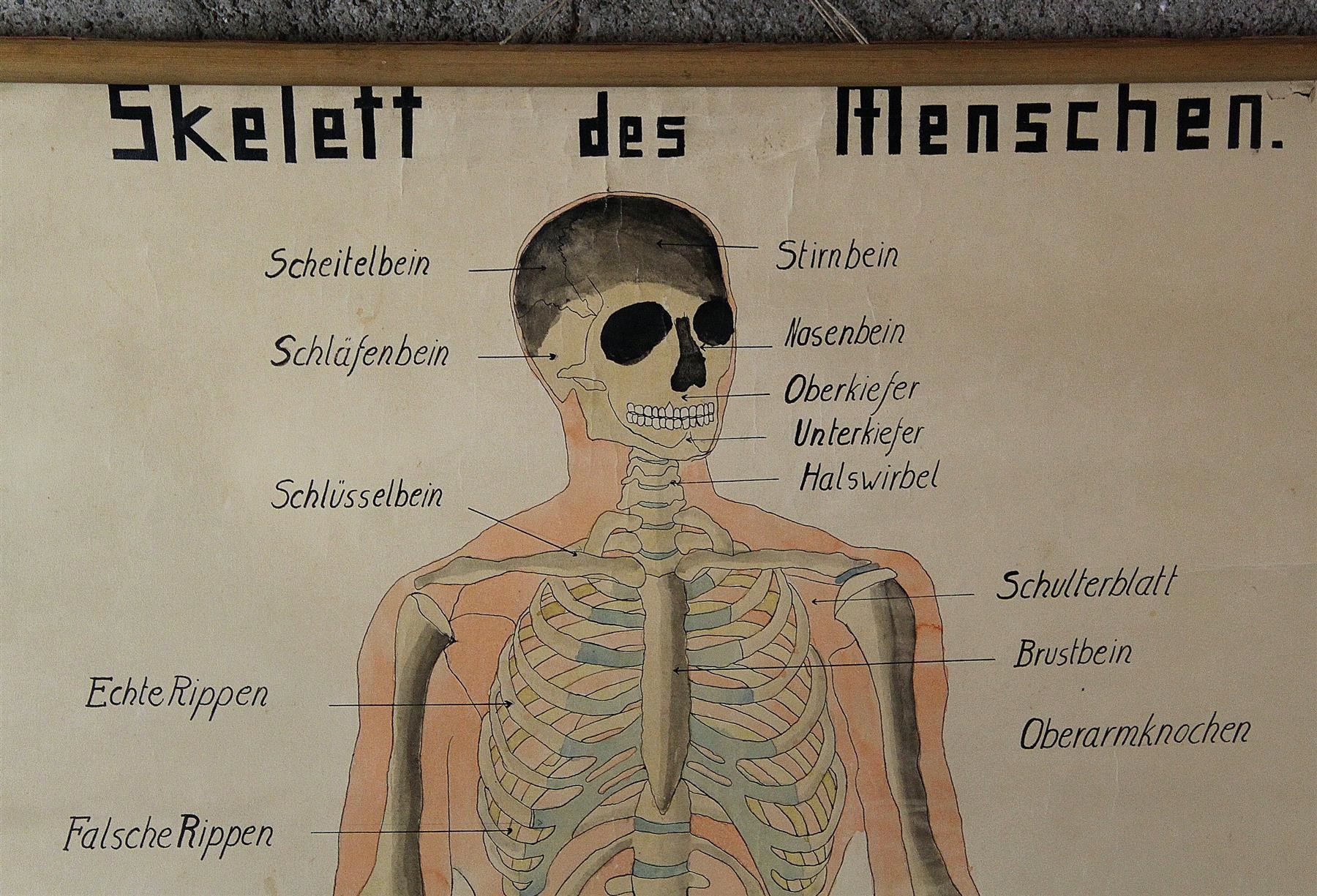 Foto & Immagini: Schulwandbild "Skelett" – Usato da Birrwil venduto da brandschatz_birrwil 1
